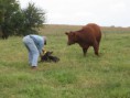 Cattle Charolais Heifer